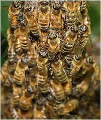 We offer hassle free online shopping for an organic lifestyle. Santa Ana Bee Removal Control Wasps Hornets Ca