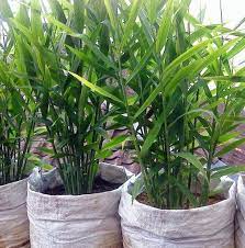 Pekarangan Rumah Sudah Seharusnya Dimanfaatkan Untuk Menanam Berbagai Jenis Tumbuhan Baik Itu Tanaman Hias Tanaman Buah Dan Tanaman Obat Tanaman Ide Berkebun