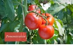Lunch and Learn: All about Tomatoes