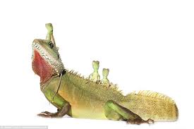 Maybe you would like to learn more about one of these? Game Of Thrones Fan Breeds Chinese Water Dragons Daily Mail Online