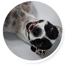 The arizona humane society has breeds of all sizes, temperaments and energy levels. El Paso Animal Services Adopt Foster And Donate