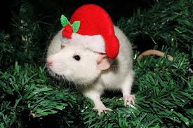 A Rat In A Christmas Hat A Christmas Mouse Symbol Of The New Year 2020 In The Sponsored Mouse Symbol Hat Rat Christmas Mouse Christmas Hat Rats