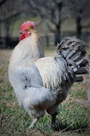 Grand prize winner — as chosen by the backyard poultry editorial staff — will receive a chicksafe eco automatic chicken coop door opener from brinsea, prominent placement in the august / september 2021 issue of backyard poultry, a commemorative coop sign. Lavender Marans Rooster Fancy Chickens Beautiful Chickens Chickens Backyard