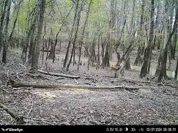 Messed up buck but cool you can see every breath he takes.