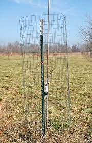 We did not find results for: Protecting Young Pecan Trees Against Deer Damage Pecan Tree Deer Fence Deer Resistant Plants