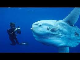Amazing Creatures Of The Deep Ocean Documentary Http Youtube Com Watch V P5ny6kjukhs Deep Sea Creatures Sea Creatures Deep Sea Life