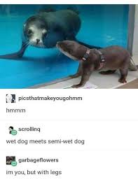 Sea Pupper Cute Funny Animals Funny Animal Pictures Animal Memes
