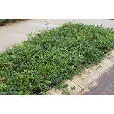 Image result for Hardenbergia comptoniana