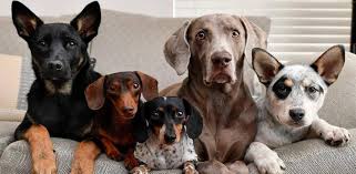 Son cada vez más las personas que tienen un perro, el cual forma parte de la familia. Dia Mundial Del Perro Por Que Se Celebra El 21 De Julio Tn