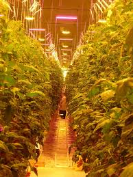 Spitzenpreis & neutraler blitzversand garantiert. Hps Vs Led Which Is Best For You Greenhouse Canada