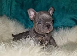 Advertise, sell, buy and rehome french bulldog dogs and puppies with pets4homes. Frenchton Puppies Merles For Sale In Hillsboro North Carolina Classified Americanlisted Com
