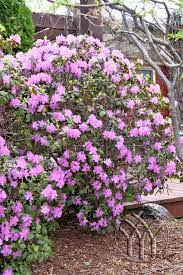 Maybe you would like to learn more about one of these? Pjm Rhododendron Great Minnesota Hardy Shrub Rhododendron Shrubs Woodland Garden