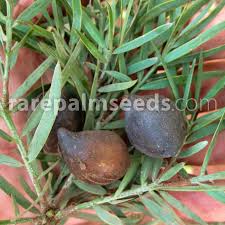 Image result for Afrocarpus