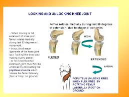 If so, your dr needs to be ashamed of himself. Knee Joint Muscles And Actions Of The Knee