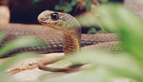 Trying to be environmentally friendly i opted for using snake stopper and was pleasantly surprised. How To Get Rid Of Snakes Identification Control Guide