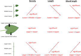 Image result for Girardinia bullosa