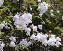 Image result for Halesia