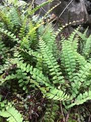 Image result for Adiantum incisum