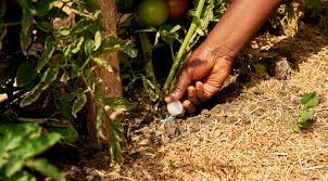 Check spelling or type a new query. Why Do Plants Need Fertilizers Yara International