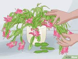Everyone loves a good surprise at christmas time, and more than likely you are when you purchase a christmas cactus, that is not always the plant that you get. 3 Ways To Propagate Christmas Cactus Wikihow