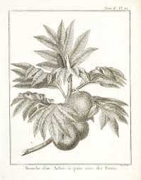Pin On Botanicals Of The World