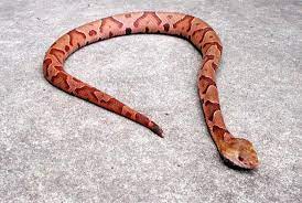 The 7 Venomous Snakes In Louisiana And Where They Re Located Snake Snake Venom Reptile Snakes
