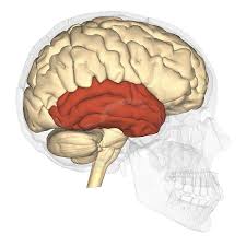 Image result for Temporal Lobe