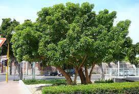 Image result for Phytolacca dioica