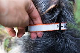 About 0% of these are firefighting equipment. The Best Dog Collar Reviews By Wirecutter