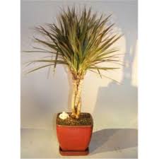 Bonsai Boy E3214 Dracena Marginata Bonsai Tree Braided Trunk Variegated Walmart Com