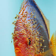 Pin On Tropical Fish