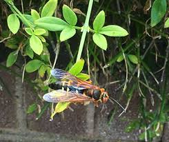 How do ultrasonic repellers work? Cicada Killer Wasps Nc State Extension