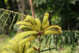 Image result for Mimosa pigra
