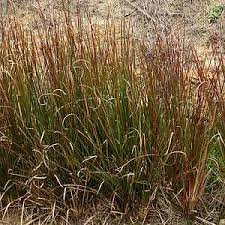 Image result for Chrysopogon nigritanus