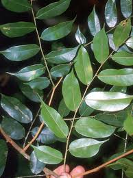 Image result for Copaifera