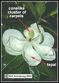 Image result for Magnoliaceae