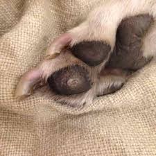 Pratheek, please see your vet, a sudden growth on neck can be anything, but you want to rule out an enlarged lymph node. Limping Whippet