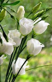 Akcollection Beautiful Flowers Tuinbloemen Witte Bloemen Bloementuin