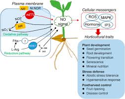 Maybe you would like to learn more about one of these? Molecular Functions Of Nitric Oxide And Its Potential Applications In Horticultural Crops Horticulture Research