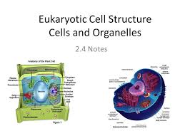 How does it look like under a microscope. Eukaryotic Cell Structure Cells And Organelles 2 4 Notes Ppt Download