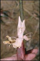 Image result for Achyrospermum schimperi