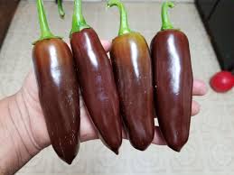 Before planting, fill the holes with water and let it soak in. Brown Jalapeno Pepper Plants Super Hot Chiles
