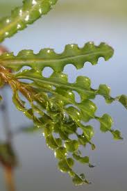 Image result for Potamogeton crispus