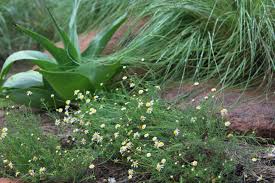 Image result for Felicia muricata