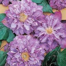 Клематис гибридный варшавска найк (clematis hybriden warszawska nike) 3л. Clematis Vyvyan Pennell Van Meuwen