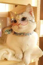Pin By Hari Santoso On Kitties Cute Baby Animals Cute Animals Cute Little Animals