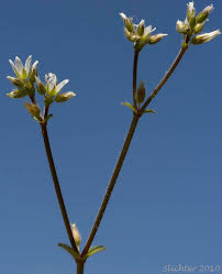 Image result for Cerastium glomeratum