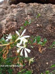 Image result for Turraea mombassana