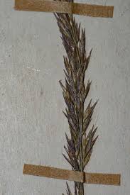 Image result for Agrostis continuata