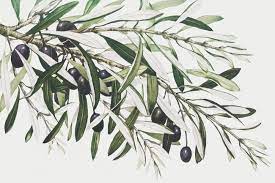 Olive Branches By Miriam And Ira D Wallach By Vintage Posters Olive Branch Tattoo Olive Branch Vector Free
